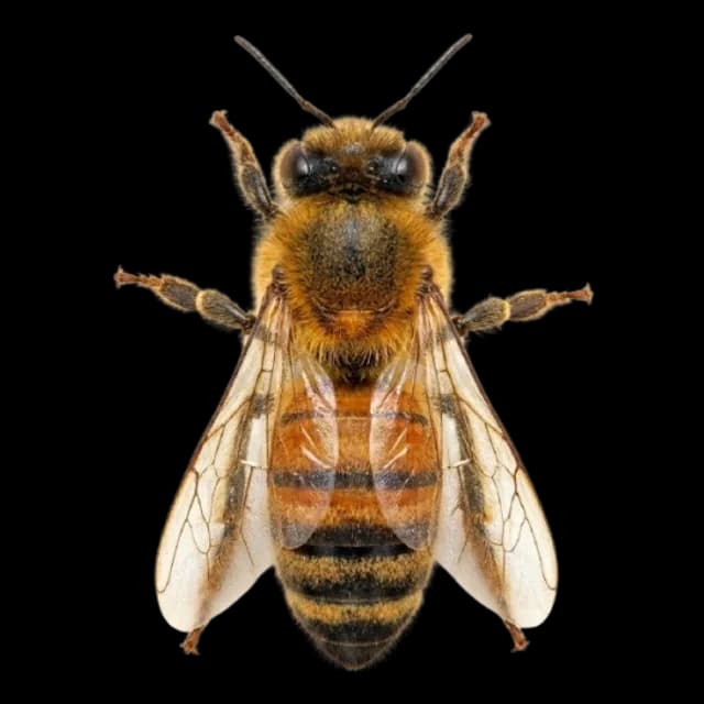 Abeja africanizada