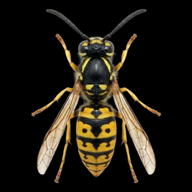 Chaqueta amarilla
