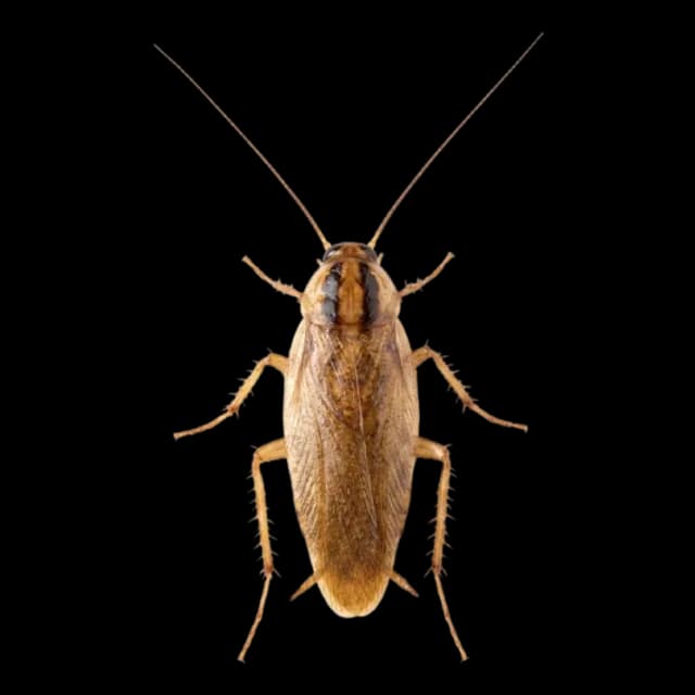 Cucaracha alemana