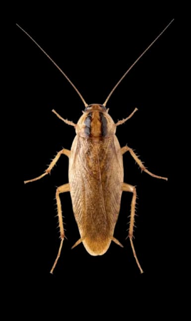 German Cockroach