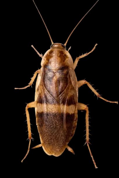 Brown-banded Cockroach