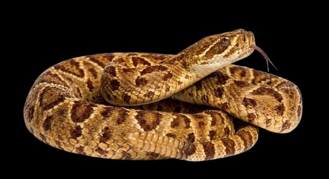 Serpiente de cascabel