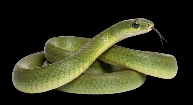 Serpiente verde olivo