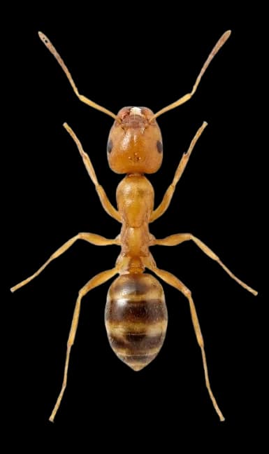 Hormiga faraona