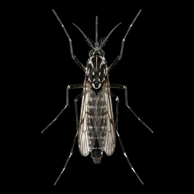 Aedes aegypti