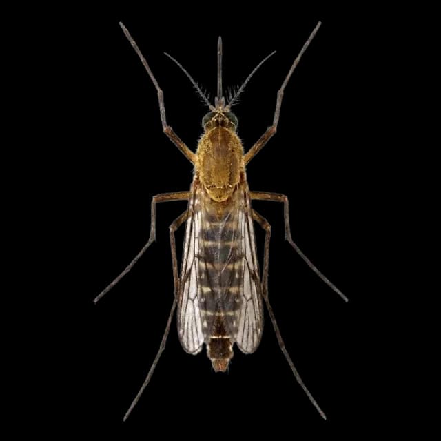 Anopheles
