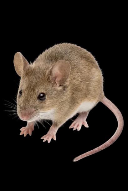 Ratón doméstico